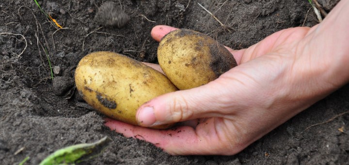 Den Bauern fehlen zunehmend Mittel für den wirksamen Pflanzen­schutz