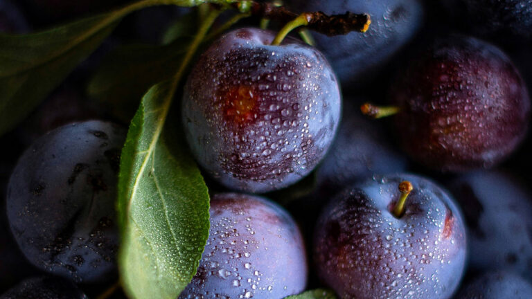 <strong>Ernährungssicherheit</strong>: Welche Folgen hätte ein Verzicht auf moderne Pflanzen­schutzmittel?