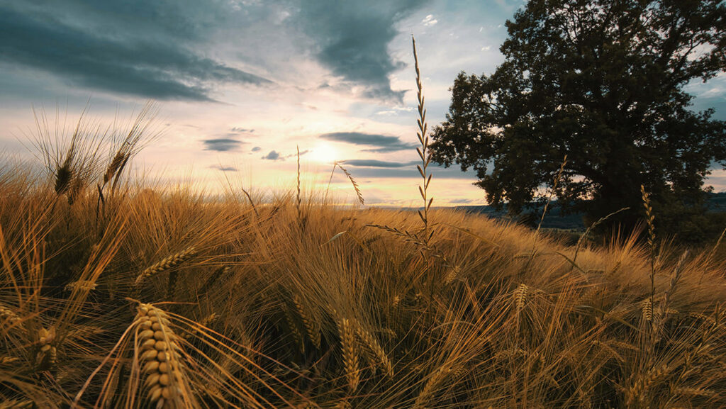 Reduktion der Pflanzen­schutzmittel dank <strong>Precision Farming</strong>